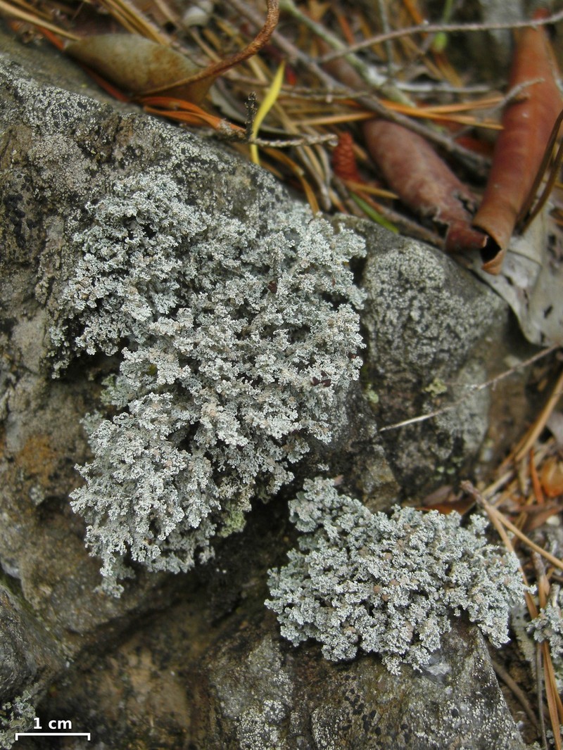 Tennessee Snow Lichen photo 2
