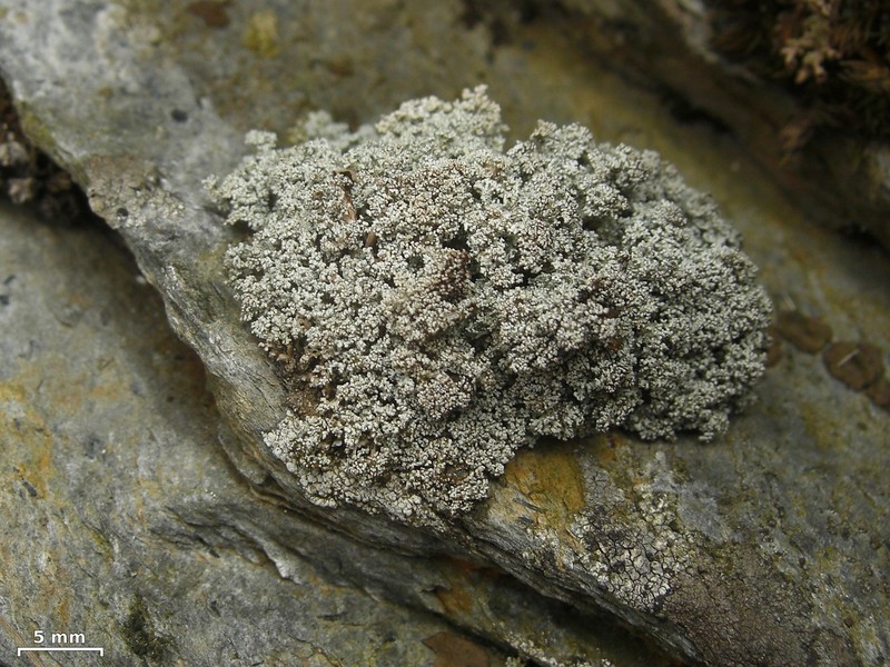Tennessee Snow Lichen photo 3