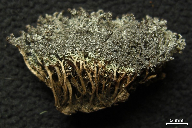 Tennessee Snow Lichen photo 4