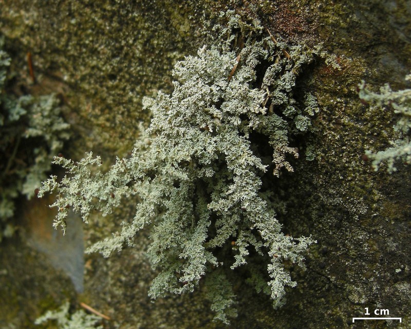 Tennessee Snow Lichen photo 5