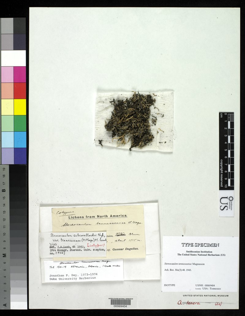 Tennessee Snow Lichen