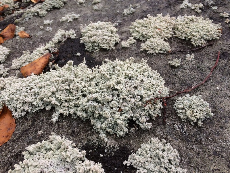 Tomentose Snow Lichen photo 2