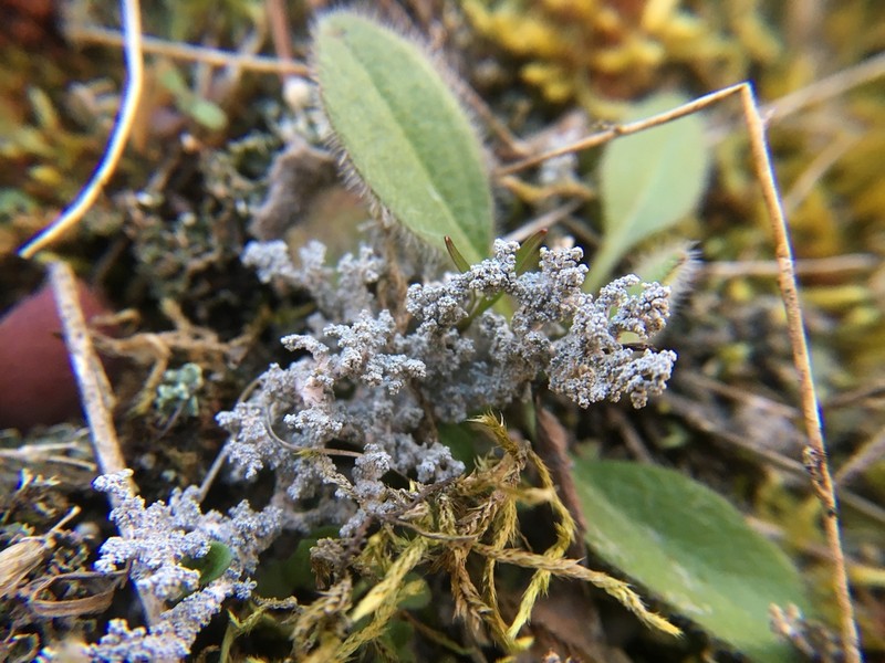 Tomentose Snow Lichen photo 3