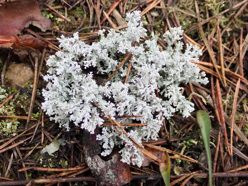 Tomentose Snow Lichen photo 4