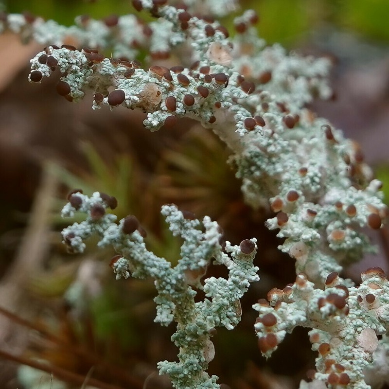 Tomentose Snow Lichen photo 5