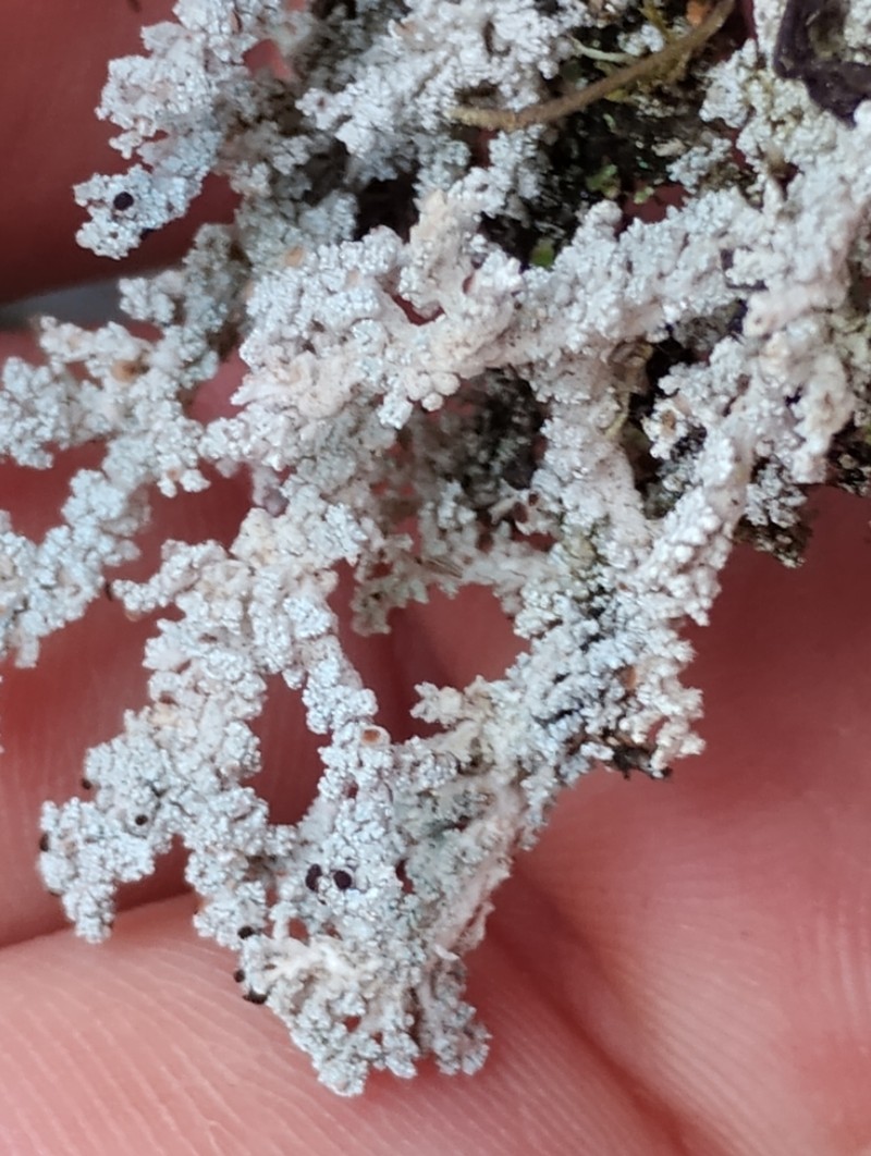 Tomentose Snow Lichen photo 6