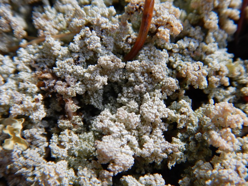 Tomentose Snow Lichen photo 7