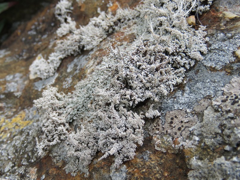 Vesuvius Snow Lichen photo 2