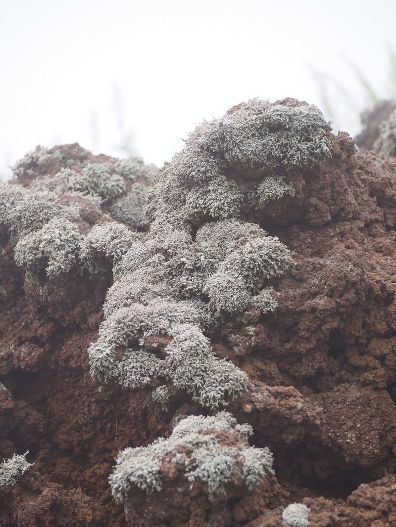Vesuvius Snow Lichen photo 3