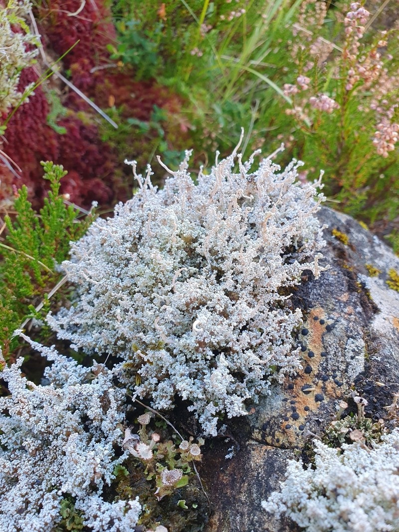 Vesuvius Snow Lichen photo 4