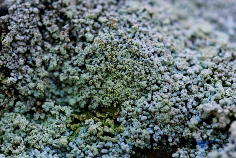 Vesuvius Snow Lichen photo 5