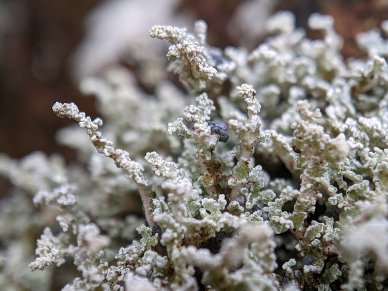 Vesuvius Snow Lichen photo 6
