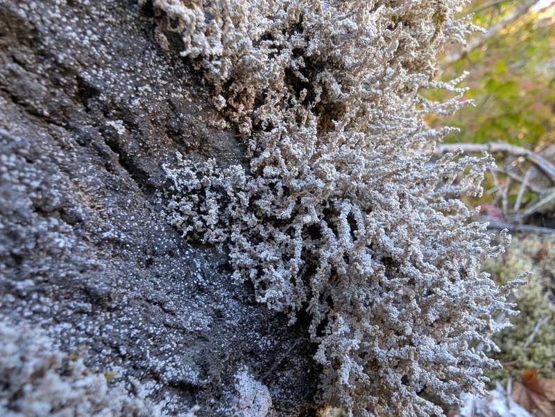 Vesuvius Snow Lichen photo 7