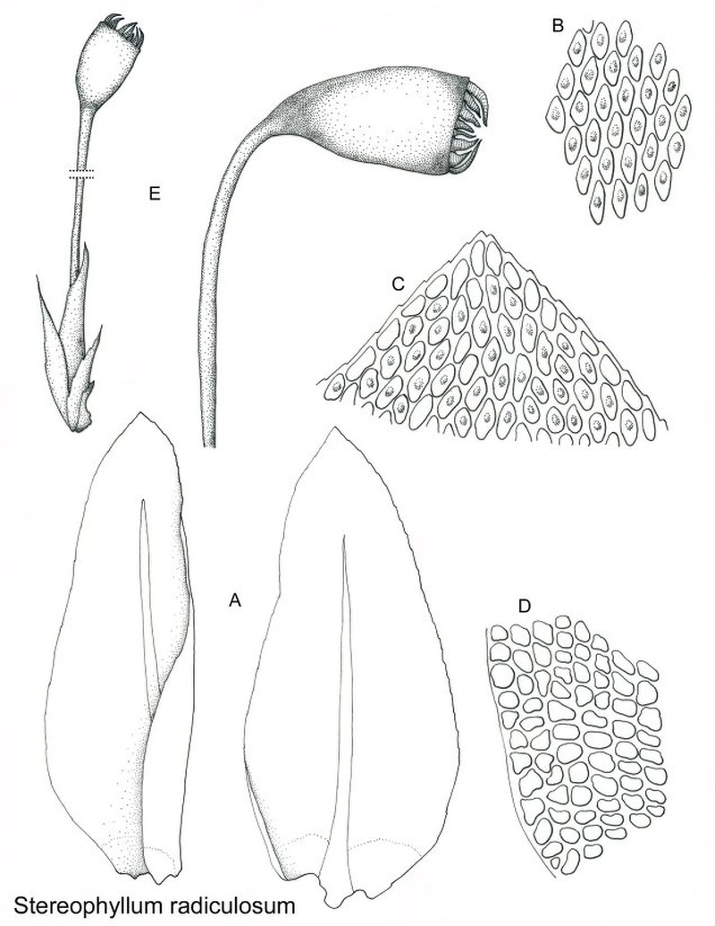 Stereophyllum Moss