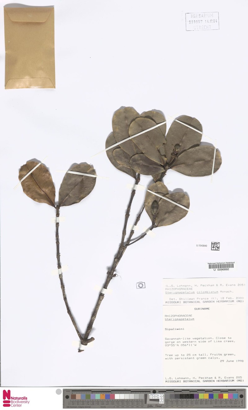 Sterigmapetalum guianense subsp. guianense