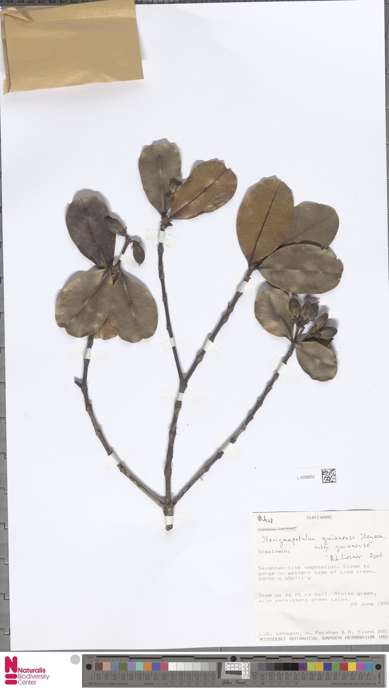 Sterigmapetalum guianense subsp. guianense photo 2
