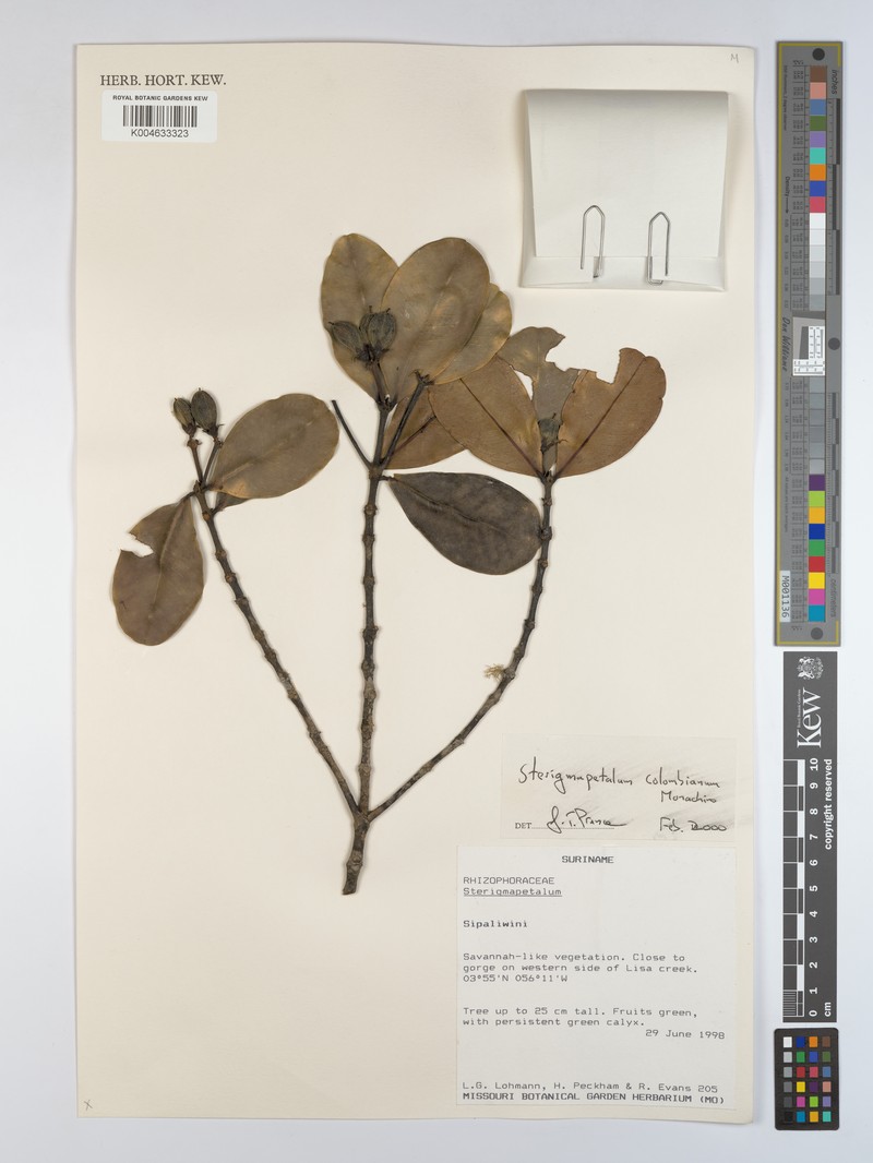 Sterigmapetalum guianense subsp. guianense photo 3