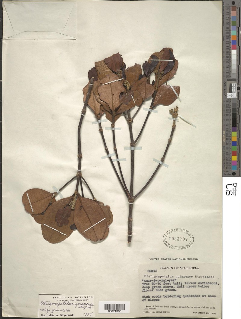 Sterigmapetalum guianense subsp. guianense photo 4