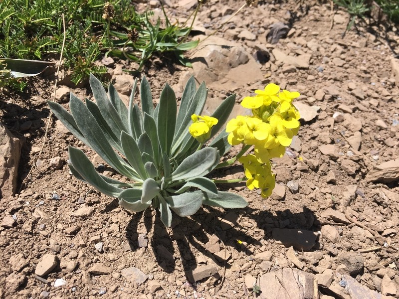 Sterigmostemum elichrysifolium