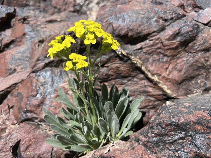 Sterigmostemum elichrysifolium photo 2