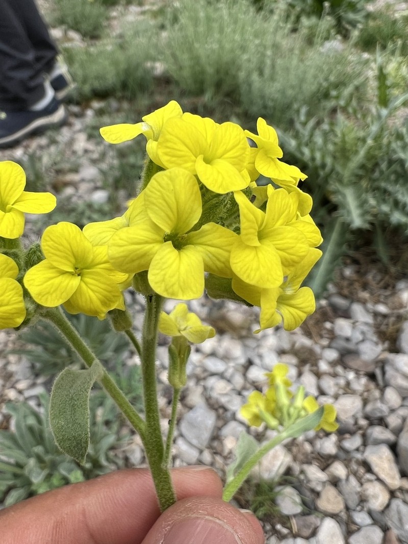 Sterigmostemum elichrysifolium photo 4
