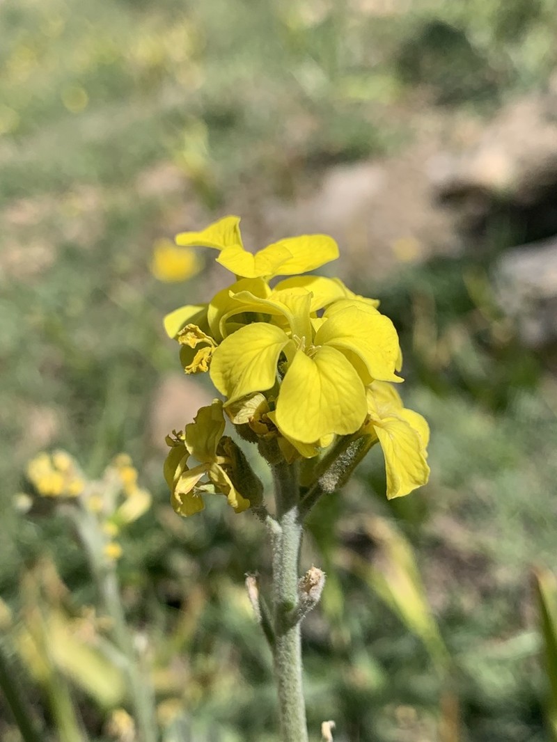 Sterigmostemum elichrysifolium photo 5
