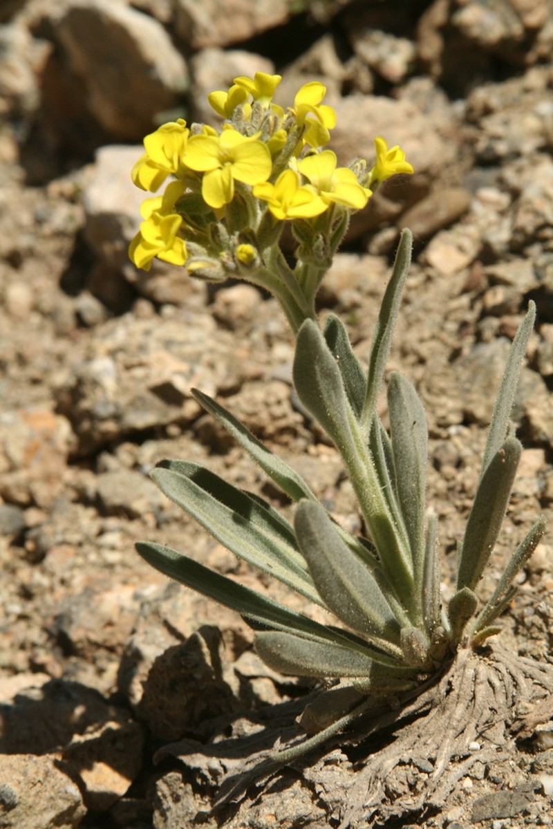 Sterigmostemum elichrysifolium photo 6