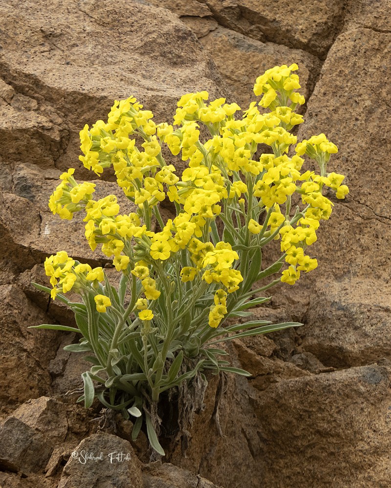 Sterigmostemum elichrysifolium subsp. elichrysifolium