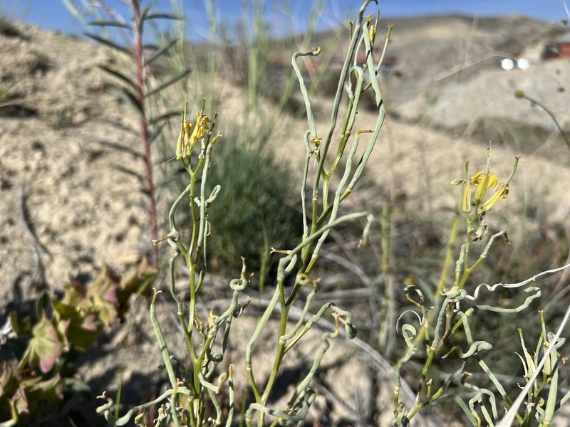 Sterigmostemum sulphureum