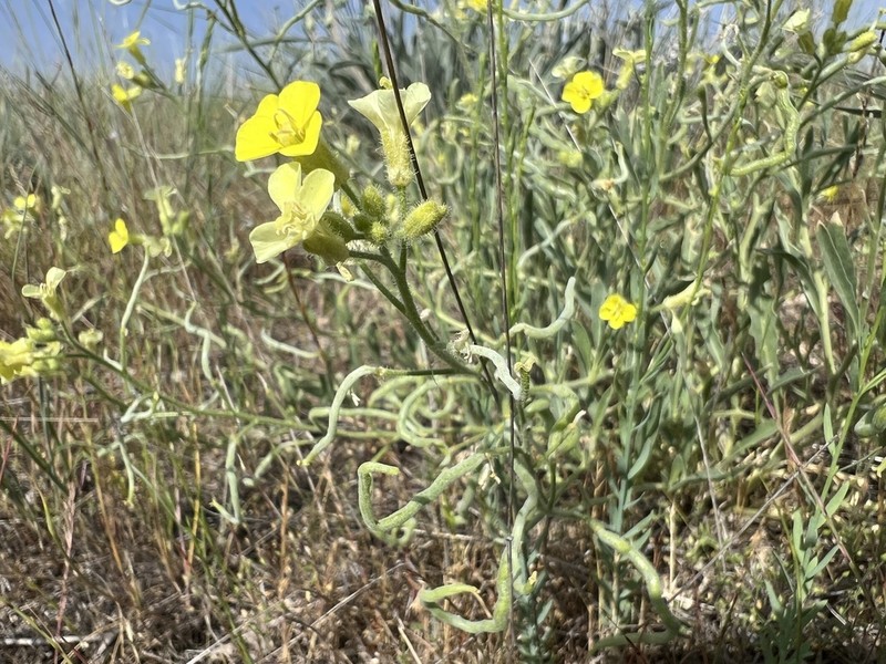 Sterigmostemum sulphureum photo 2
