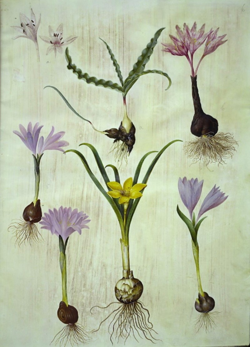 Winter Daffodil photo 4