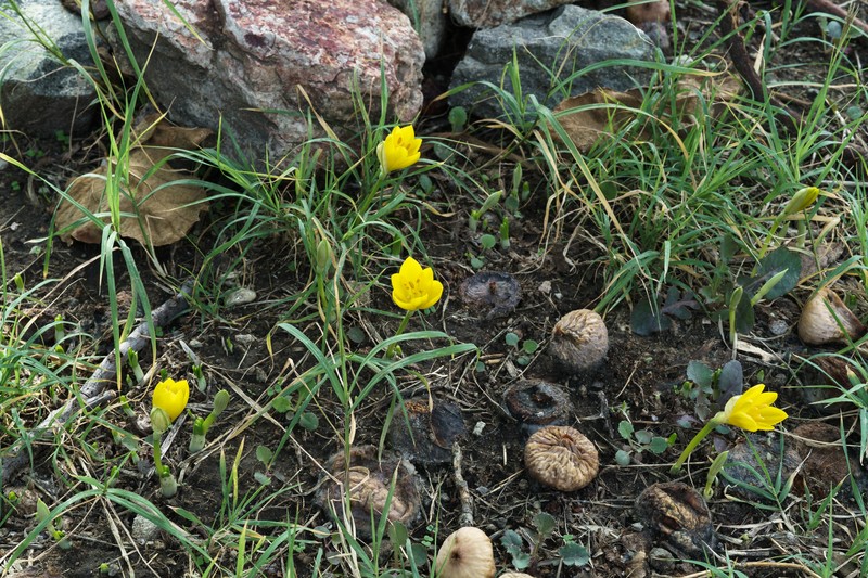 Winter Daffodil photo 5