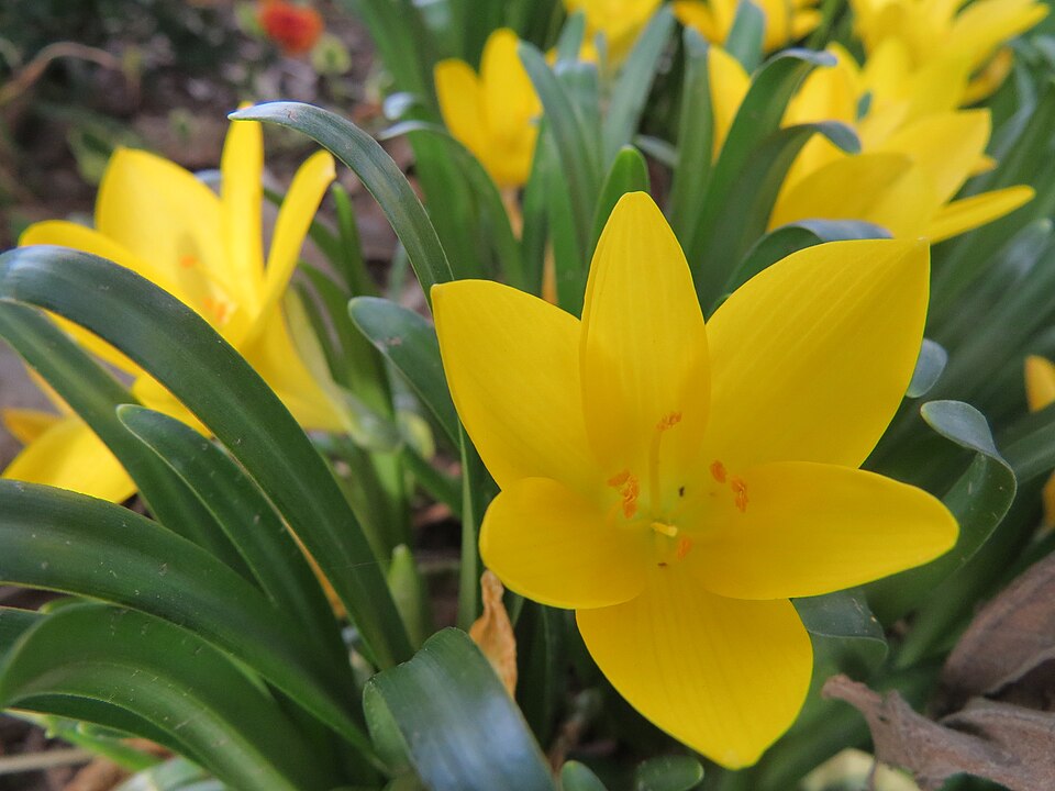 Winter Daffodil photo 6