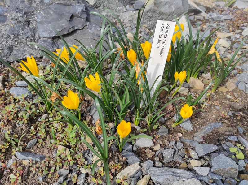 Winter Daffodil photo 2