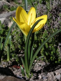 Winter Daffodil