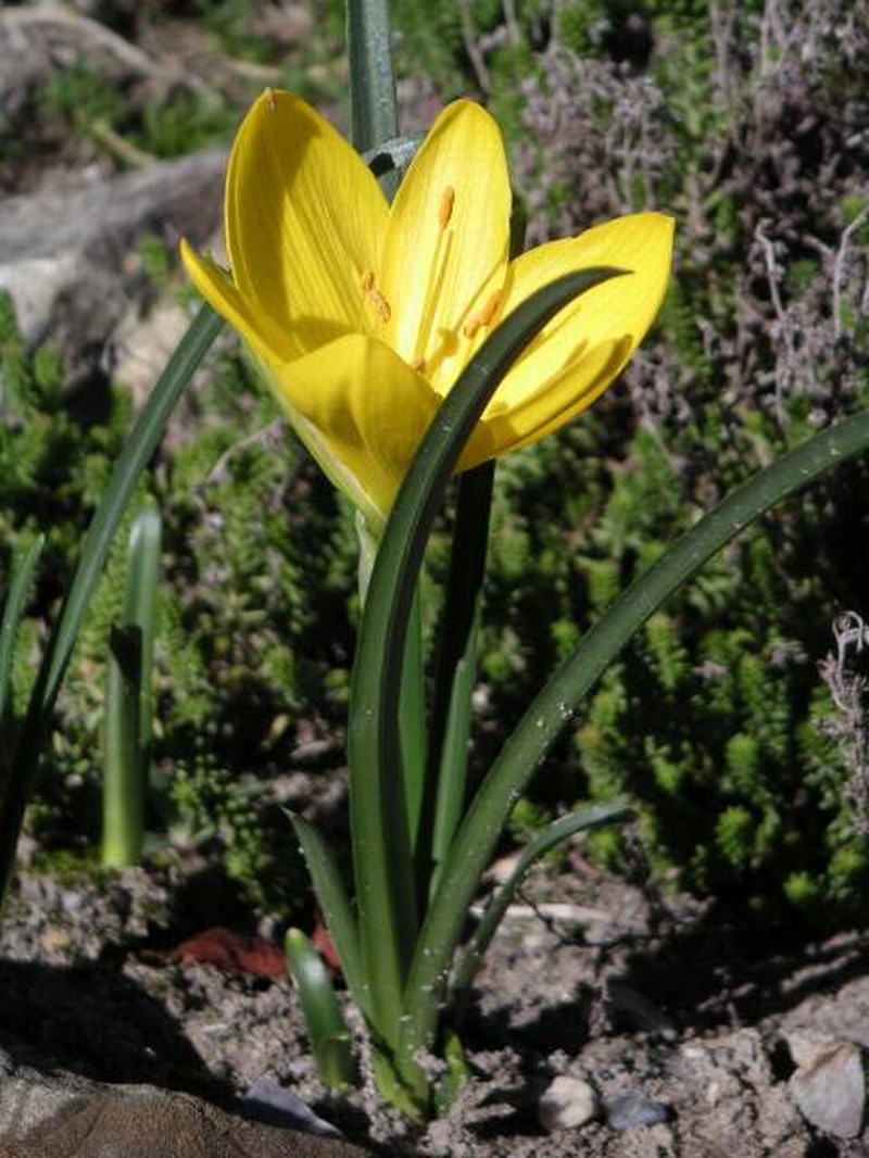 Winter Daffodil