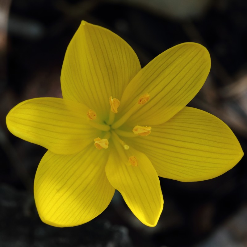Winter Daffodil photo 3