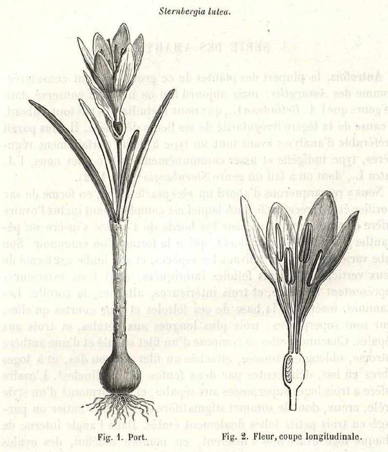 Winter Daffodil photo 7