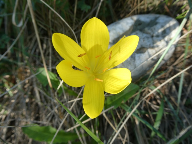 Sternbergia lutea subsp. lutea