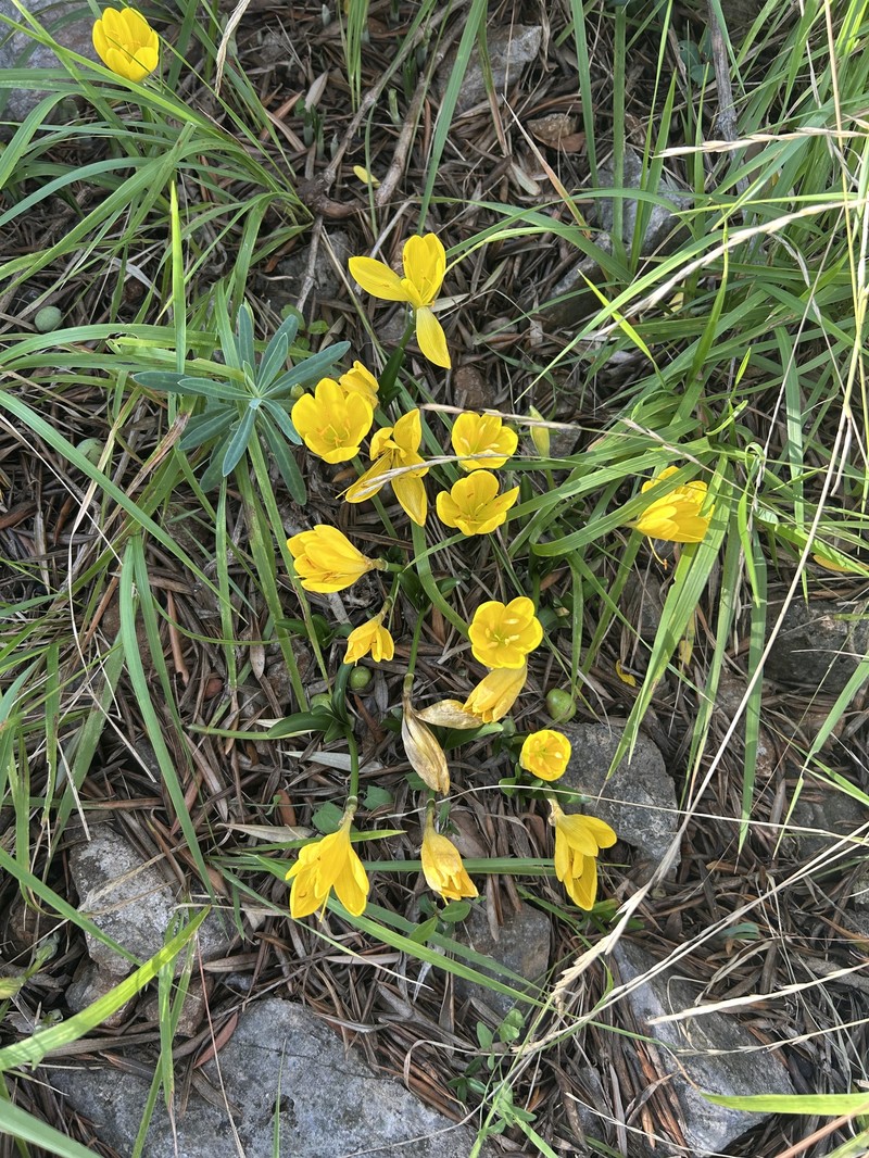 Sternbergia lutea subsp. lutea photo 2