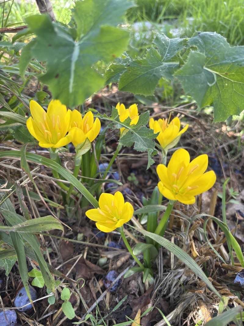 Sternbergia lutea subsp. lutea photo 3