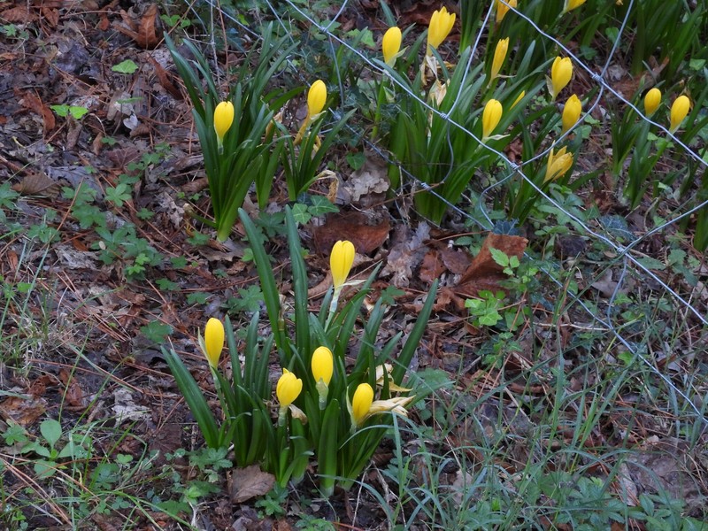Sternbergia lutea subsp. lutea photo 4