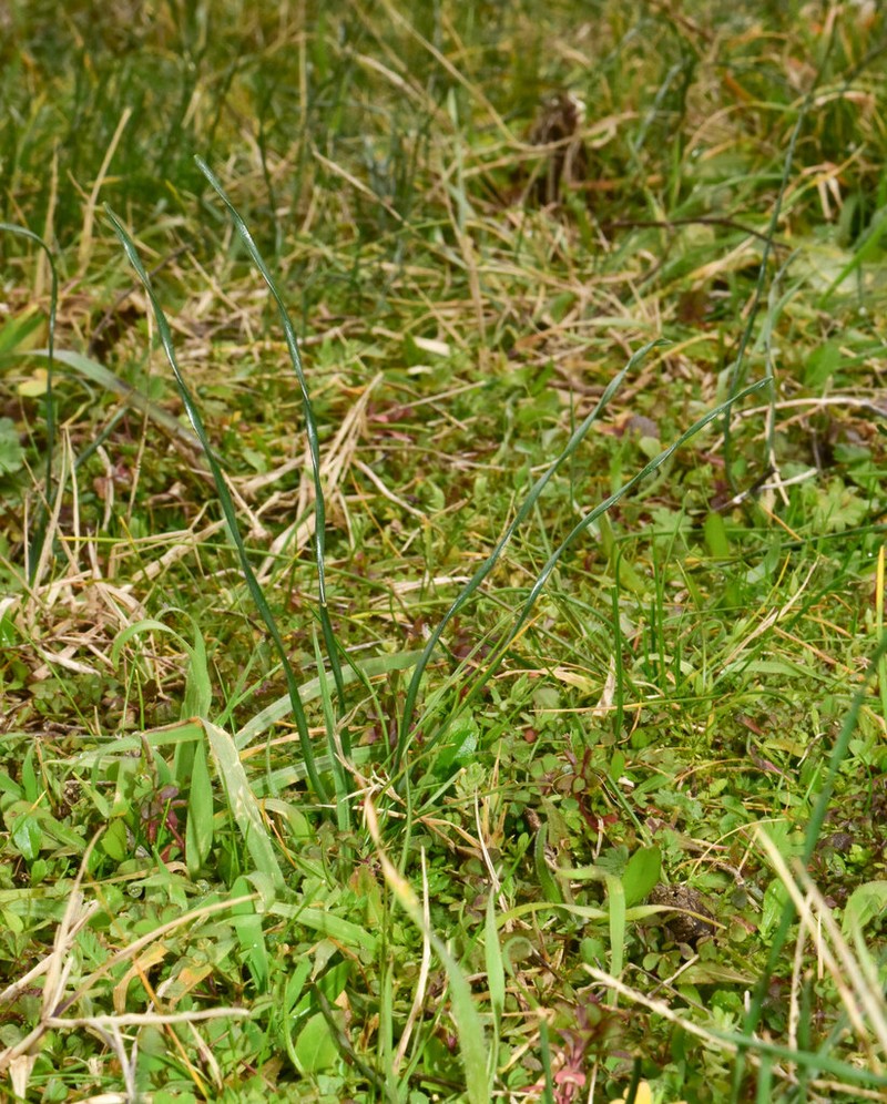Sternbergia mishustinii