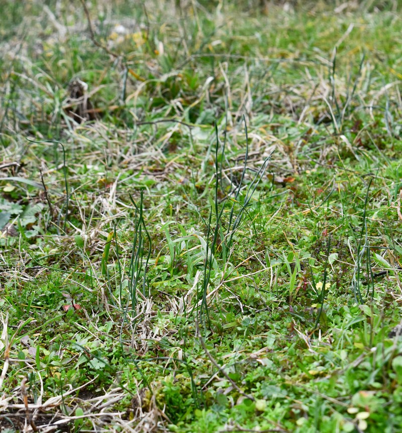 Sternbergia mishustinii photo 2