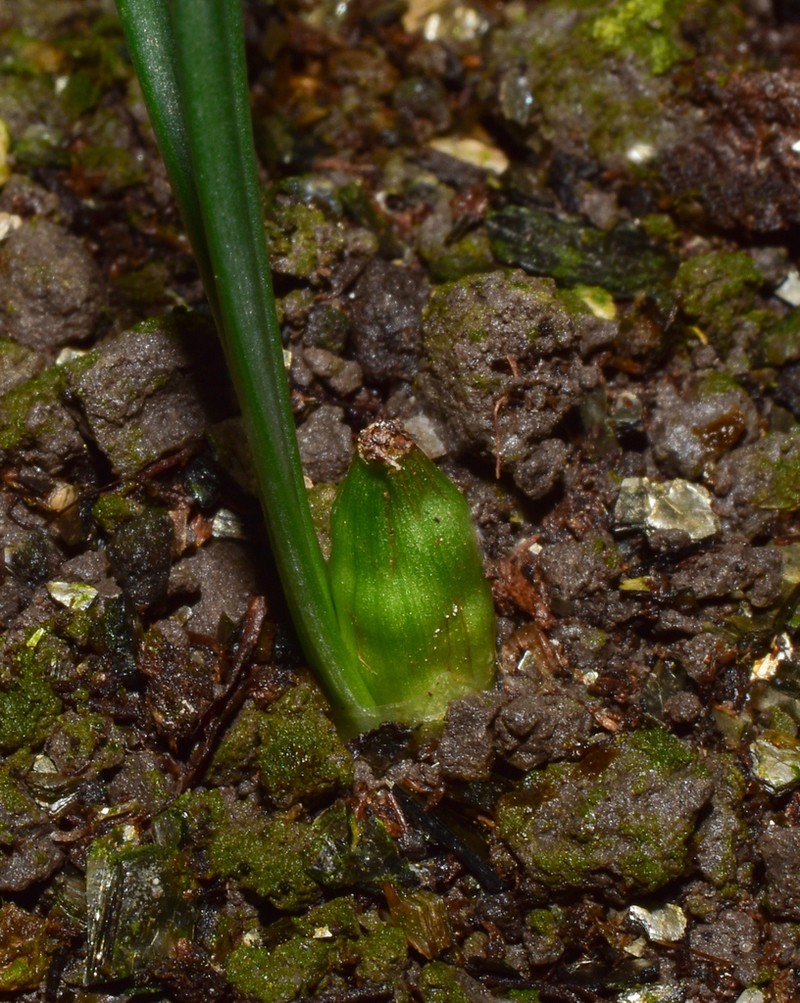 Sternbergia mishustinii photo 3