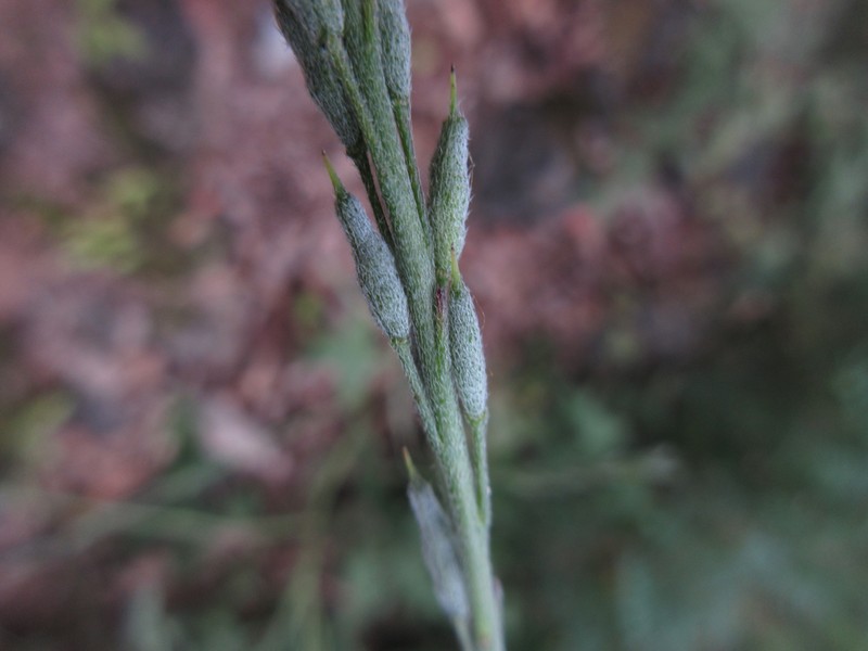 Stevenia maximowiczii