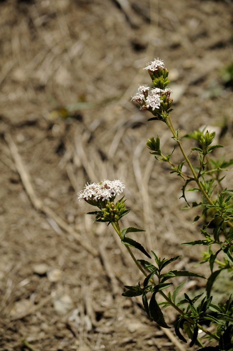 Stevia achalensis photo 3