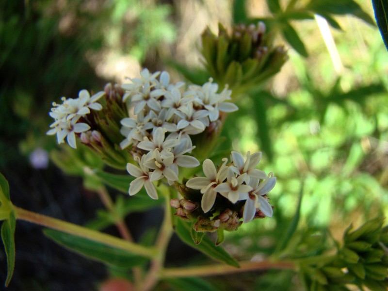 Stevia achalensis photo 4