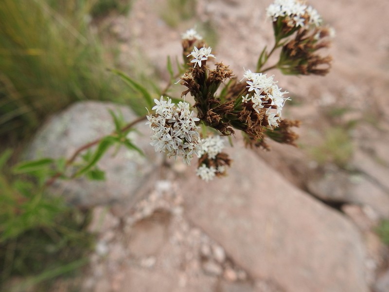 Stevia achalensis photo 5