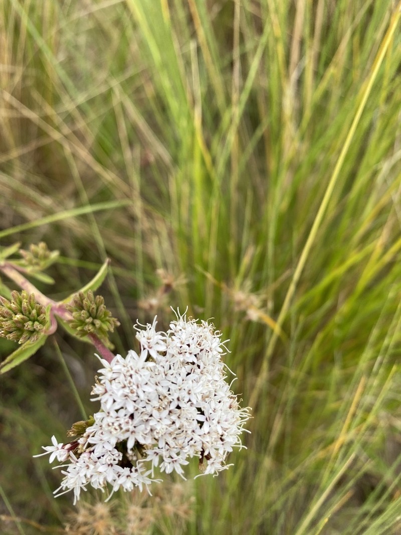Stevia achalensis photo 6